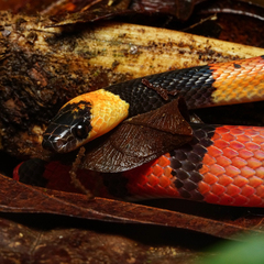 Oxyrhopus petolarius