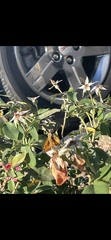 Hylephila phyleus