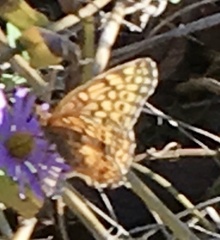 Euptoieta claudia
