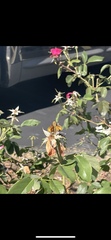 Hylephila phyleus