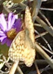 Euptoieta claudia