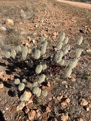 Ptilotus nobilis