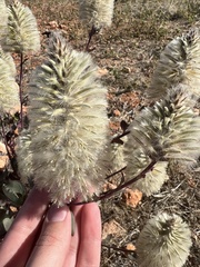 Ptilotus nobilis