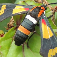 Euchromia amoena