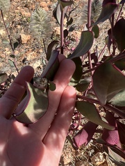 Ptilotus nobilis