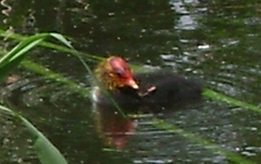 Fulica atra