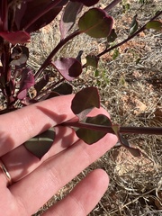 Ptilotus nobilis