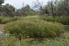 Cyperus exaltatus