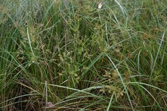 Cyperus exaltatus