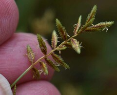 Cyperus exaltatus