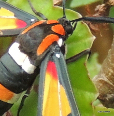 Euchromia amoena