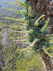 Puya alpestris