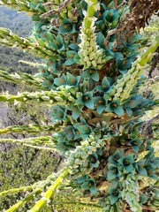 Puya alpestris