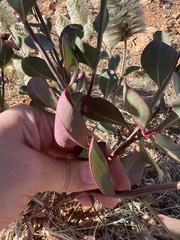 Ptilotus nobilis