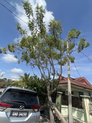 Swietenia macrophylla