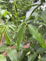 Abaeis salome jamapa