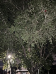Leptospermum polygalifolium