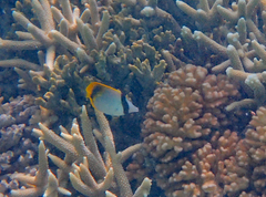 Chaetodon lineolatus