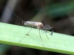 Culicinae