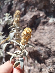 Buddleja cordobensis