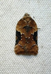 Acleris braunana