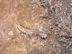 Plecoptera