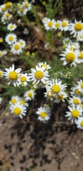 Anthemideae