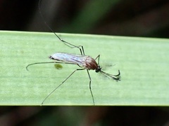 Culicinae