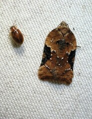 Acleris braunana