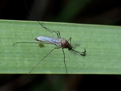Culicinae