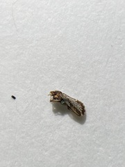 Diaphorina citri