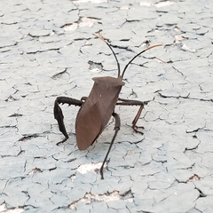 Acanthocephala femorata