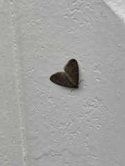 Operophtera