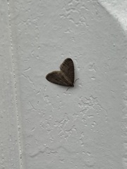 Operophtera