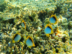 Chaetodon melannotus