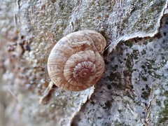 Microxeromagna lowei