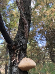 Pseudospongipellis unicolor