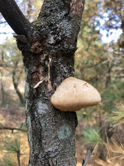Pseudospongipellis unicolor