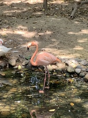 Phoenicopteridae