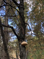 Pseudospongipellis unicolor