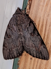 Catocala agrippina