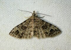 Alucita adriendenisi