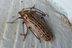 Prionoplus reticularis