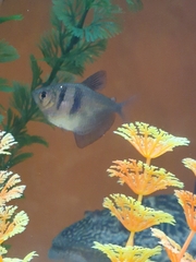 Gymnocorymbus ternetzi