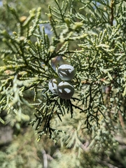 Juniperus deppeana