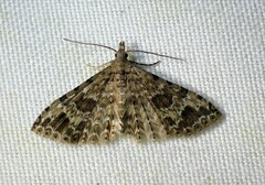 Alucita adriendenisi