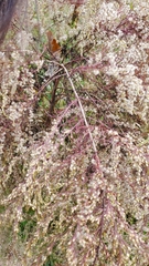Eupatorium capillifolium