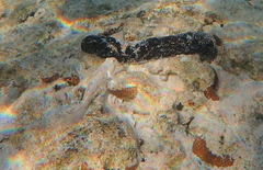 Valenciennea longipinnis