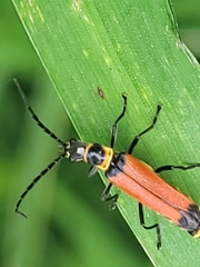 Chauliognathus atricornis