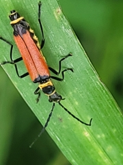 Chauliognathus atricornis